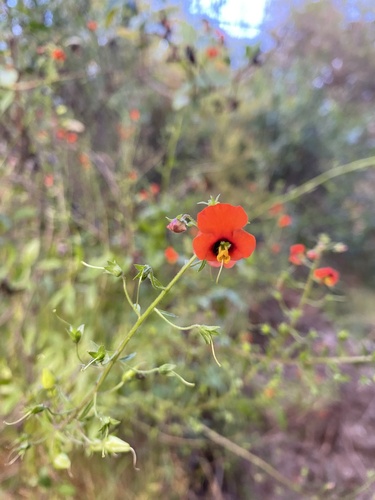 Mask flower (Alonsoa meridionalis)