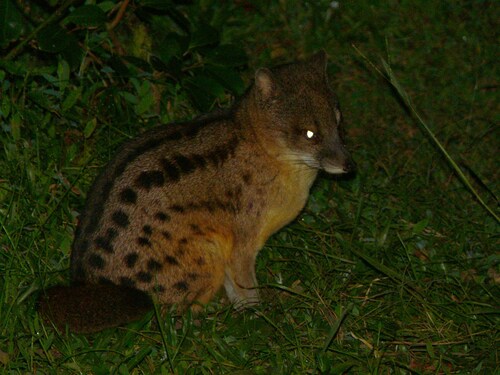 マダガスカルジャコウネコ