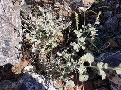 Heliotropium calcareum