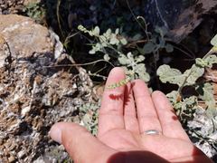 Heliotropium calcareum