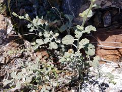 Heliotropium calcareum