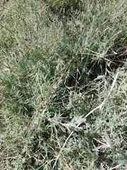 Aeluropus lagopoides