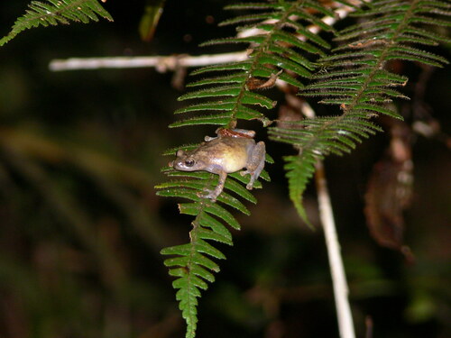 Common Giant Treefrog, Platypelis pollicaris