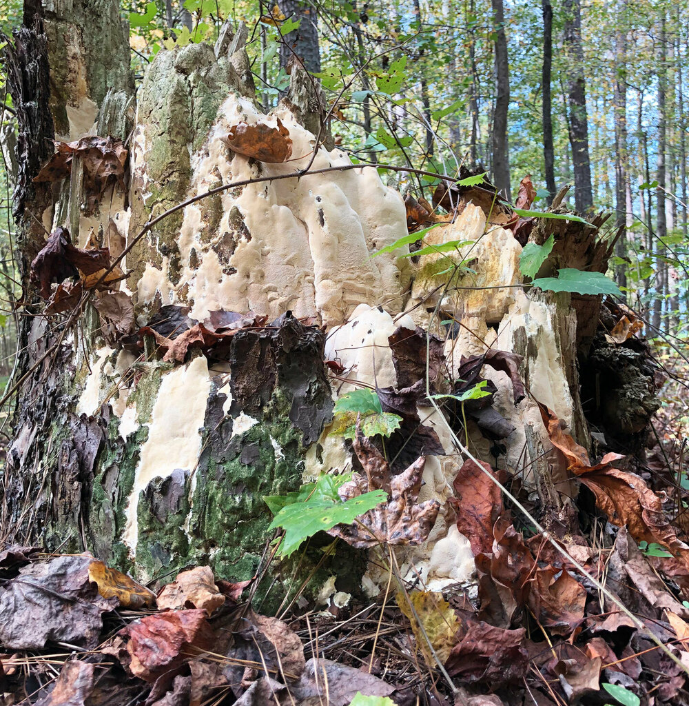 poriella-subacida-from-winder-ga-30680-usa-on-october-22-2023-by