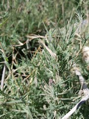 Aeluropus lagopoides