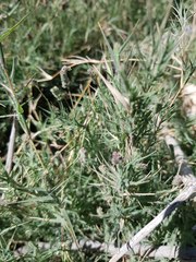 Aeluropus lagopoides