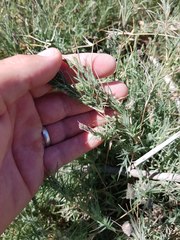 Aeluropus lagopoides