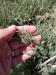 Aeluropus lagopoides