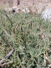 Aeluropus lagopoides