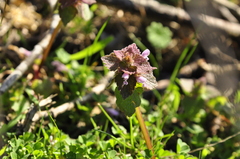Lamium purpureum purpureum