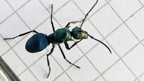 Polyrhachis pirataPolyrhachis pirata