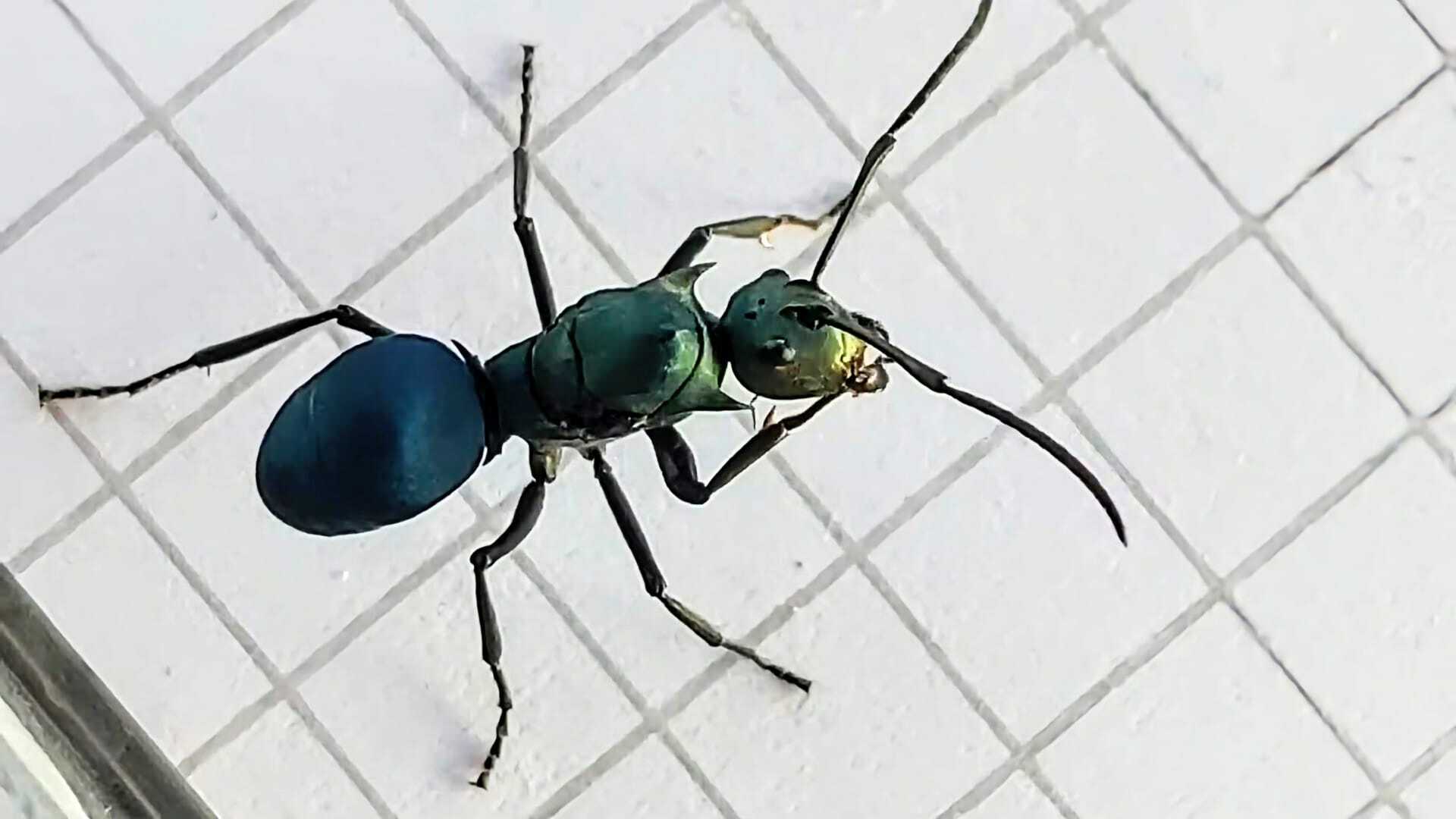 Polyrhachis pirata