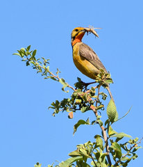 Macronyx capensis colletti