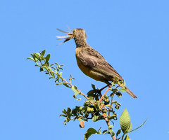 Macronyx capensis colletti