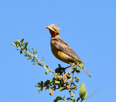 Macronyx capensis colletti