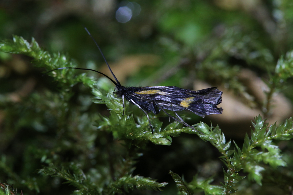 Barynema