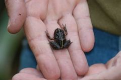 Eupsophus emiliopugini