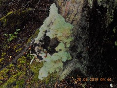 Cladonia confusa