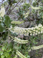 Chilean Snowbush (Escallonia pulverulenta)