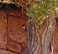 Oreotrochilus estella