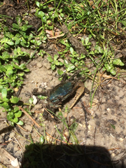 Minuca longisignalis