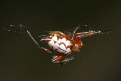 Leucauge medjensis