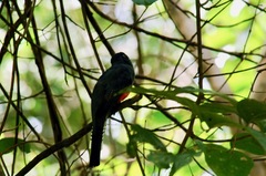 Trogon curucui