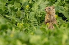 Otospermophilus beecheyi
