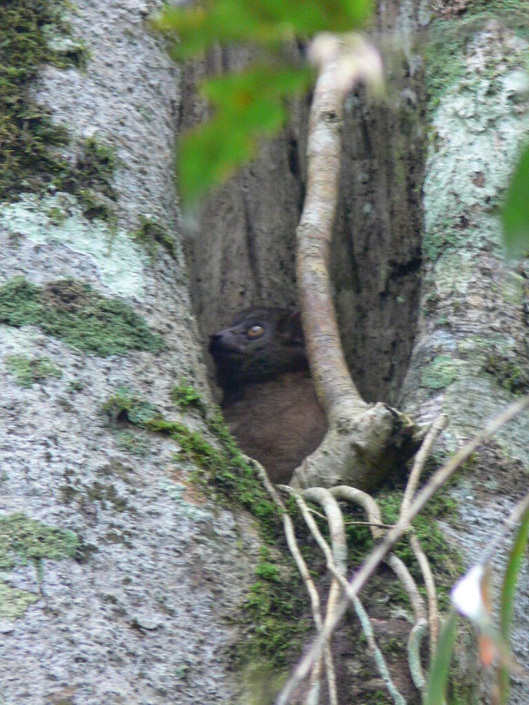 Small-toothed Sportive Lemur