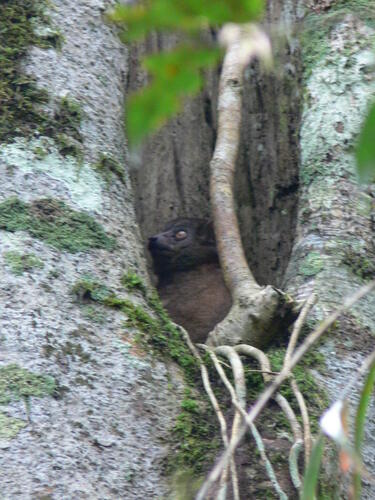 Small-toothed Sportive Lemur