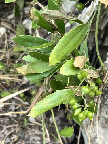 Smilax havanensis (Smilax havanensis)