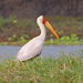 Yellow-billed Stork - Photo (c) Judy Gallagher, some rights reserved (CC BY), uploaded by Judy Gallagher