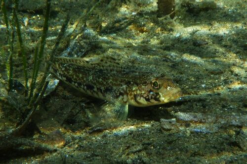 Slender goby (Gobius geniporus) — Gobiidae