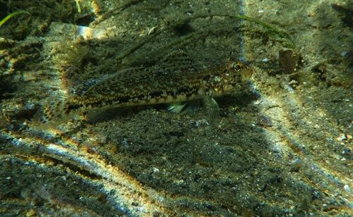 Photo of Slender goby (Gobius geniporus)