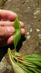Machilus thunbergii