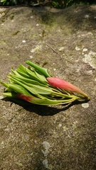 Machilus thunbergii