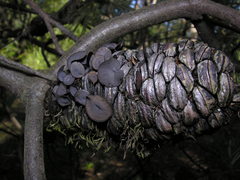 Banksiamyces macrocarpus