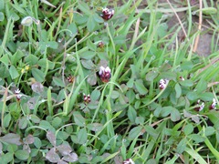 Trifolium variegatum