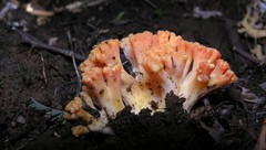Ramaria capitata ochraceosalmonicolor