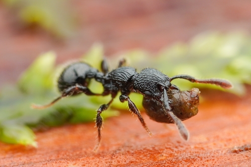 Myrmecina maryatiaeMyrmecina maryatiae