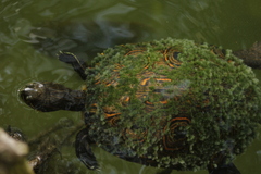 Trachemys venusta iversoni