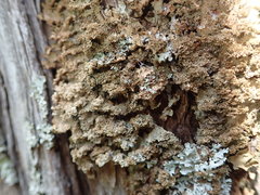 Pseudocyphellaria wilkinsii