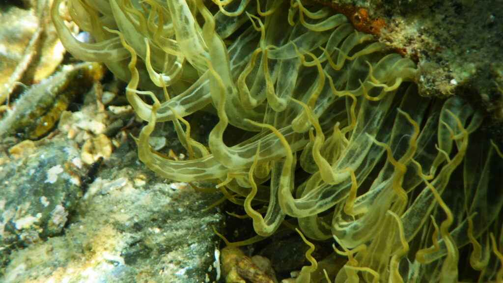 Foto de Anémona trompeta (Aiptasia mutabilis)