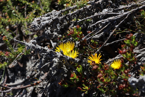 Image of Lampranthus promontorii by (c) Tony Rebelo, some rights reserved (CC BY-SA)
