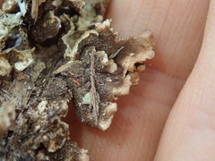 Pseudocyphellaria wilkinsii