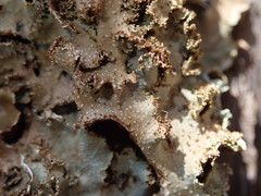 Pseudocyphellaria wilkinsii