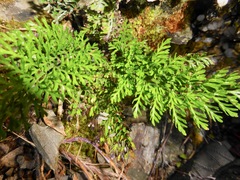 Asplenium richardii