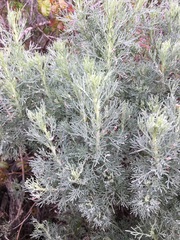 Aceria paracalifornica