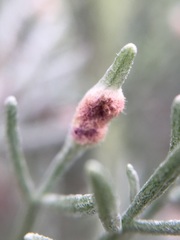 Aceria paracalifornica