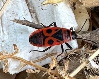European Firebug